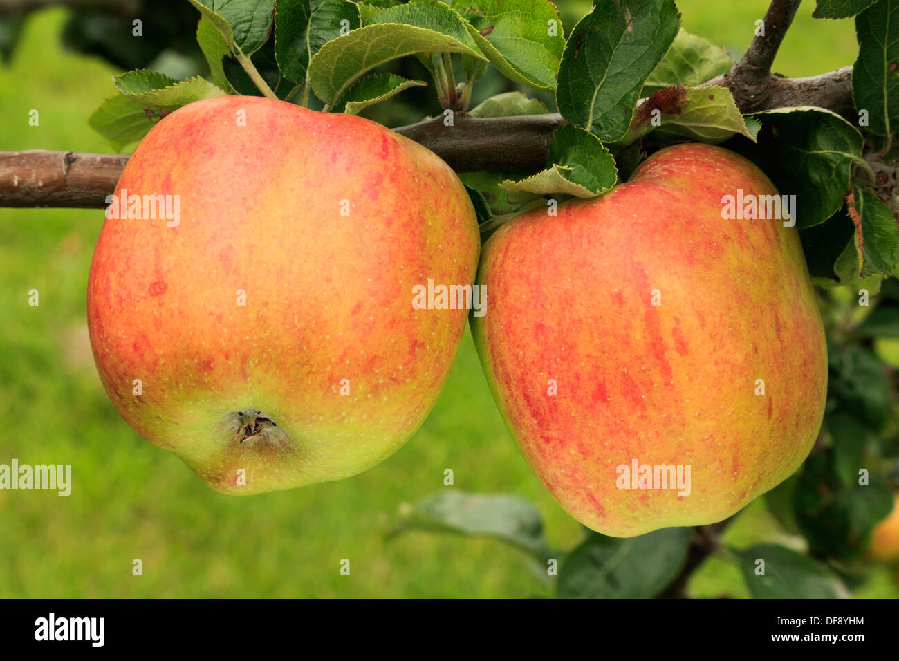 Apple 'Peasegood's Nonsuch', culinary, cooking apple,  variety growing on tree, fruit apples England UK Stock Photo