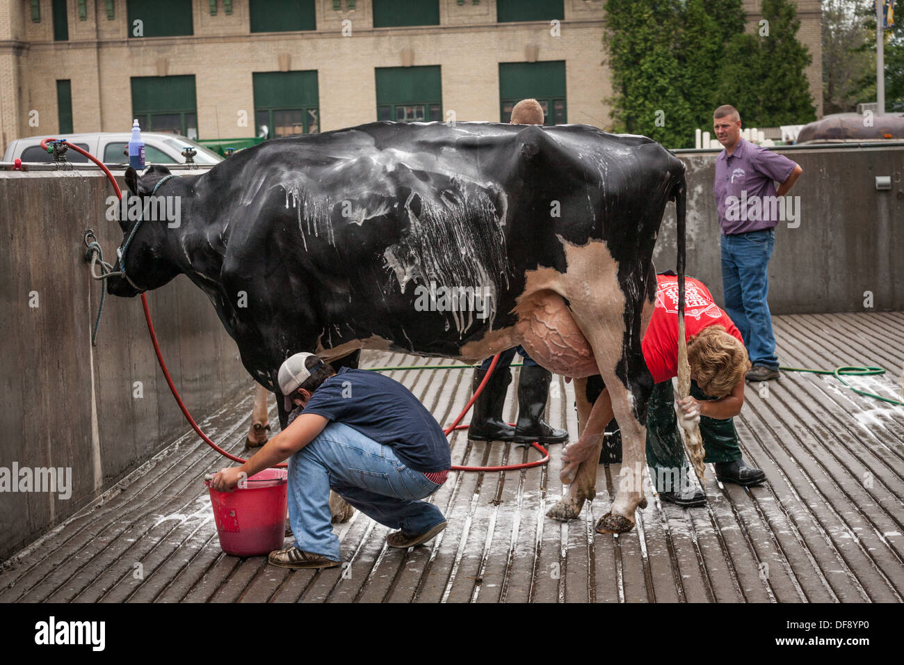Farm boys cleaning cow, Great New York State Fair Stock Photo Alamy