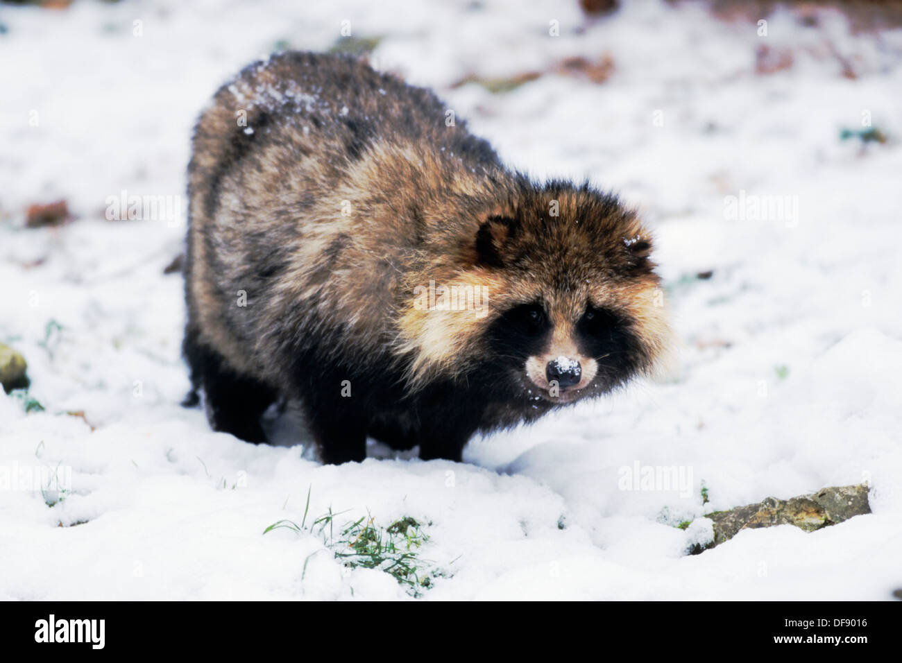 Raccoon dog Nyctereutes procyonoides in snow - Germany Stock Photo