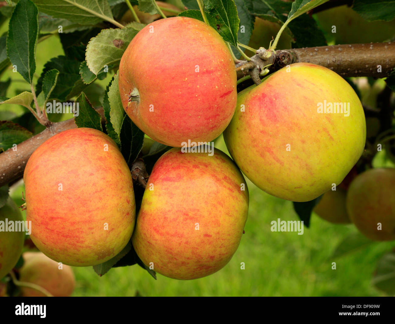 Apple, 'Lynn's Pippin', variety growing on tree, fruit apples England UK Stock Photo