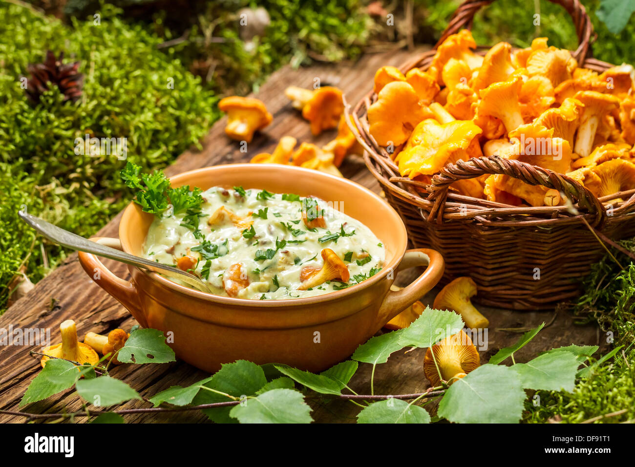 Chanterelles mushrooms in cream Stock Photo Alamy