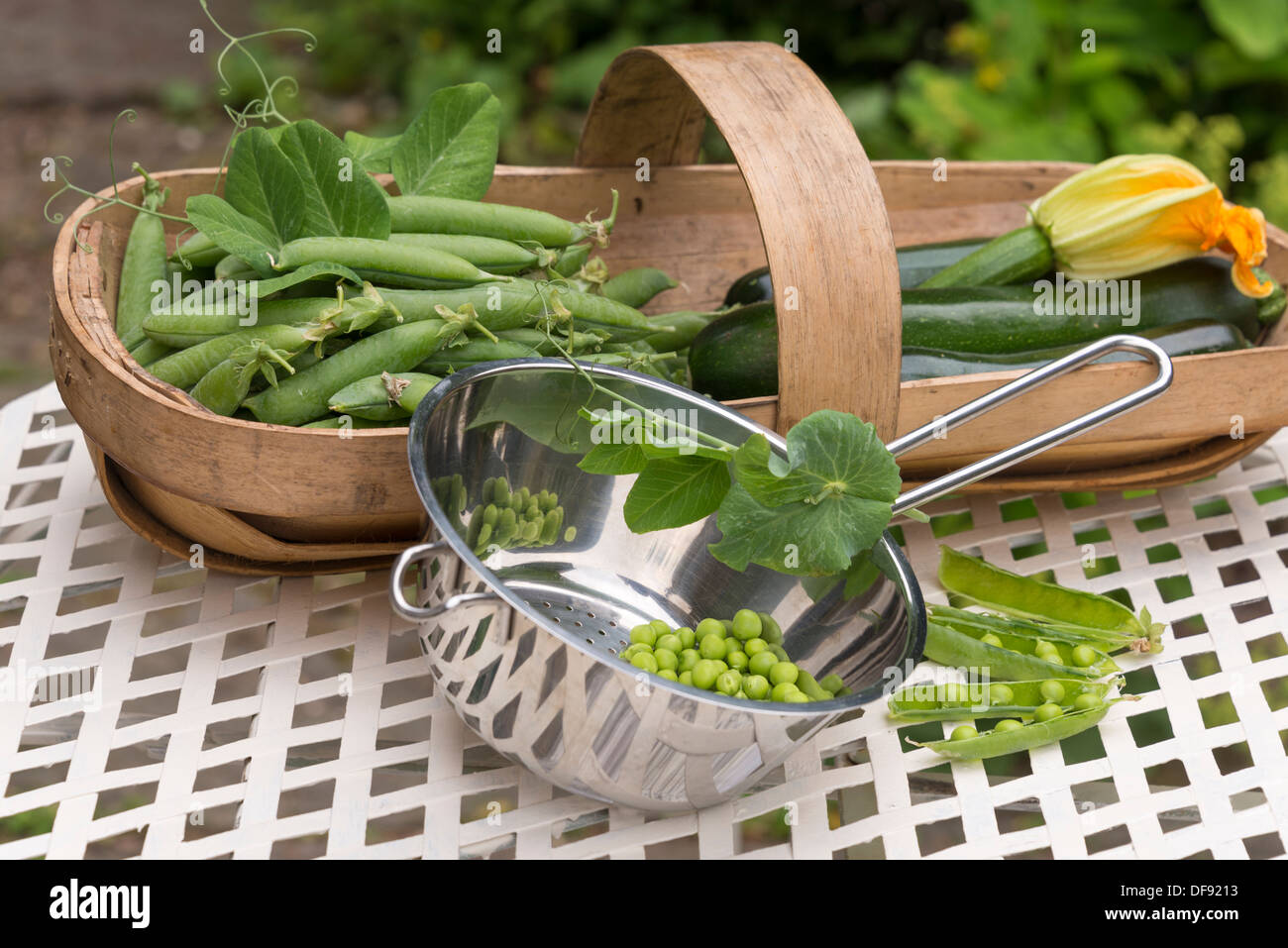 Summer vegetables - freshly picked peas in pods with courgettes in a Sussex trug. UK. Stock Photo