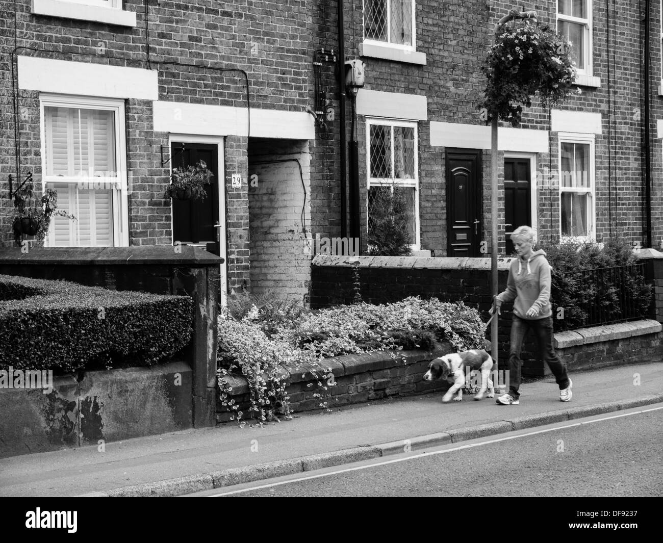 Woman taking her dog for a walk in Belper, Derbyshire, United Kingdom. Stock Photo