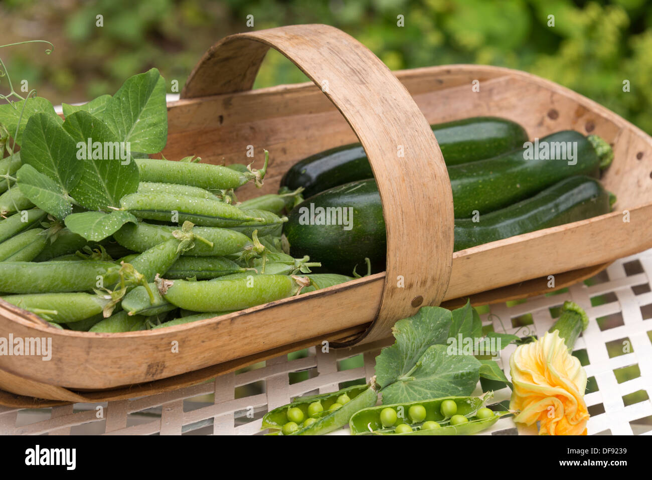 Summer vegetables - freshly picked peas in pods with courgettes in a Sussex trug. UK. Stock Photo