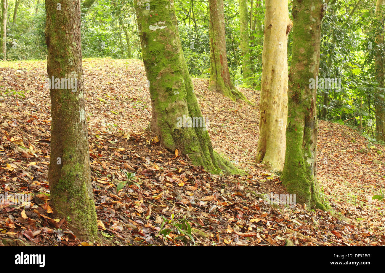 Tree trunks, El Avila National Park, Caracas, Venezuela Stock Photo