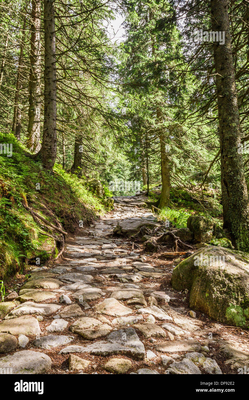 Stone path between the trees in the mountains Stock Photo