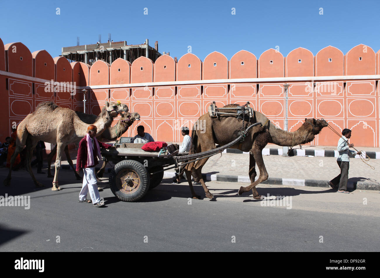 Camel pulling a two wheeled cart in Jaipur, Rajasthan, India, Asia Stock Photo