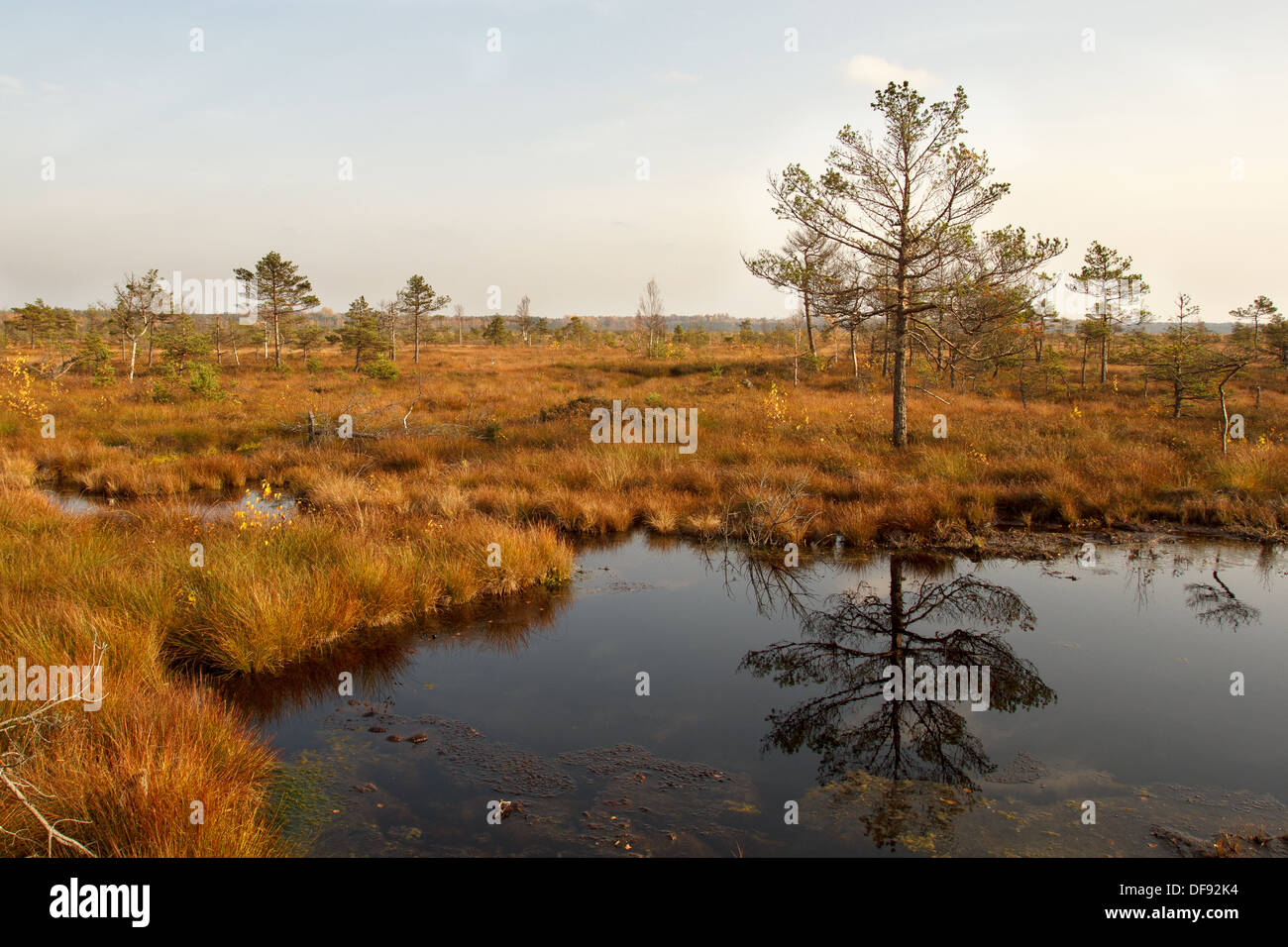Swamp in sunny autumn day Stock Photo
