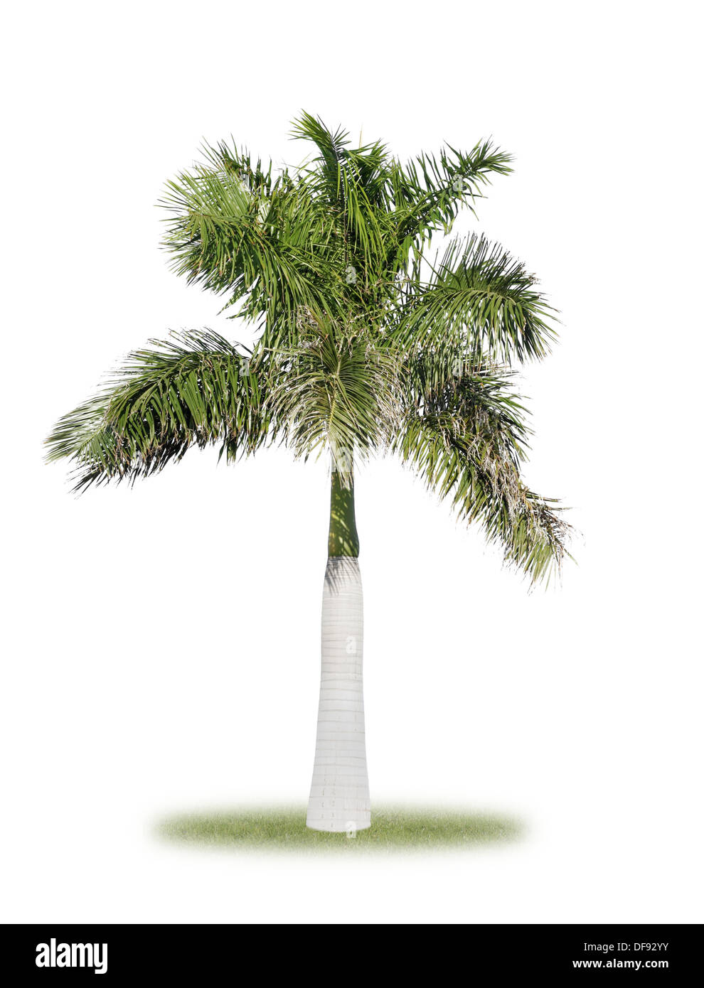 Royal palm tree cutout Stock Photo