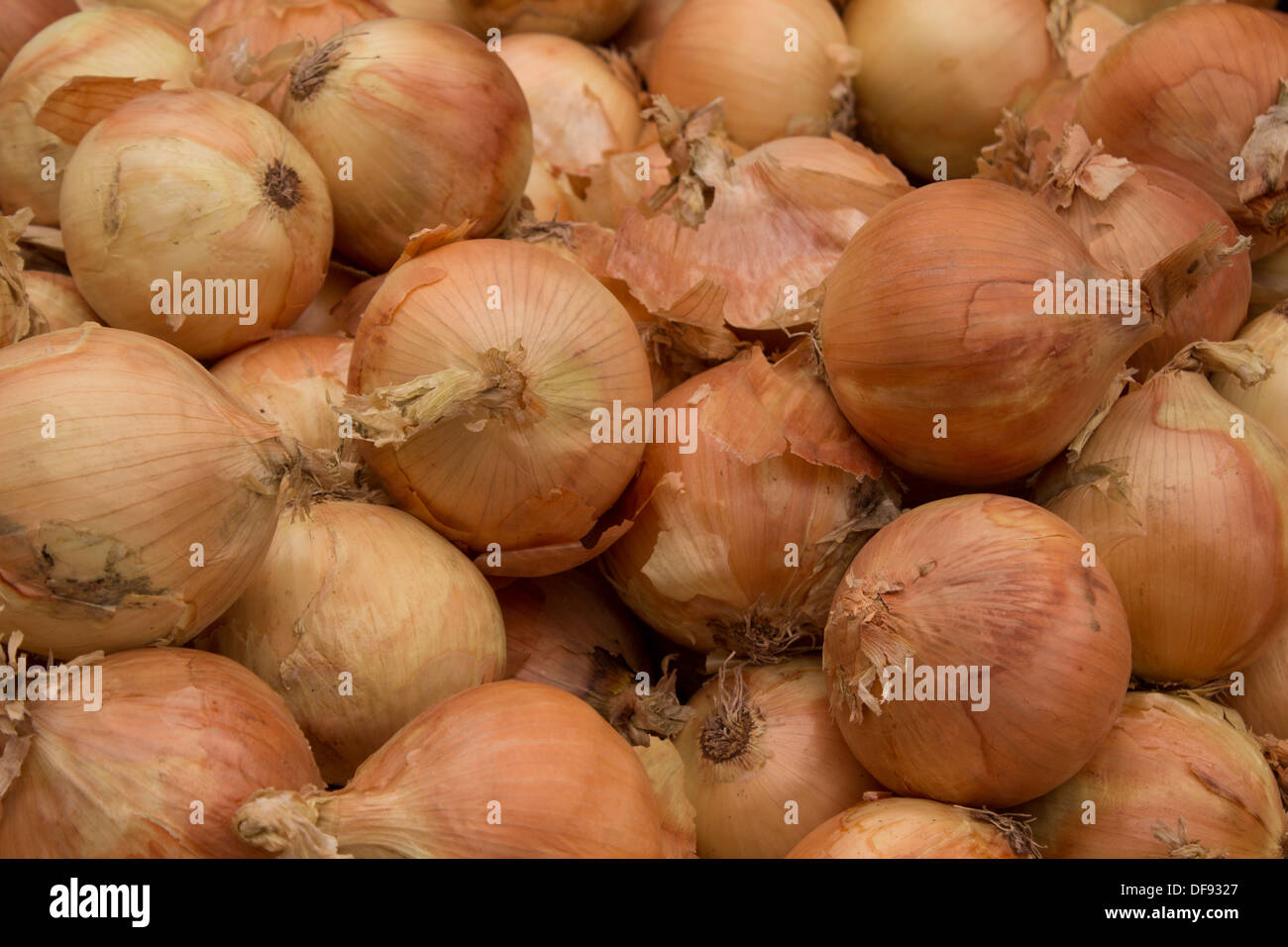 Onion skins hires stock photography and images Alamy