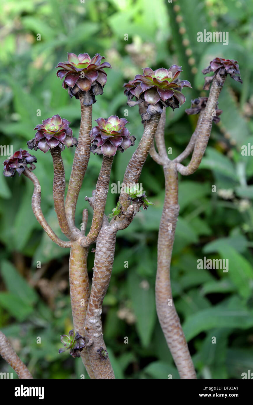 Xerophyte at a indoor garden Stock Photo Alamy