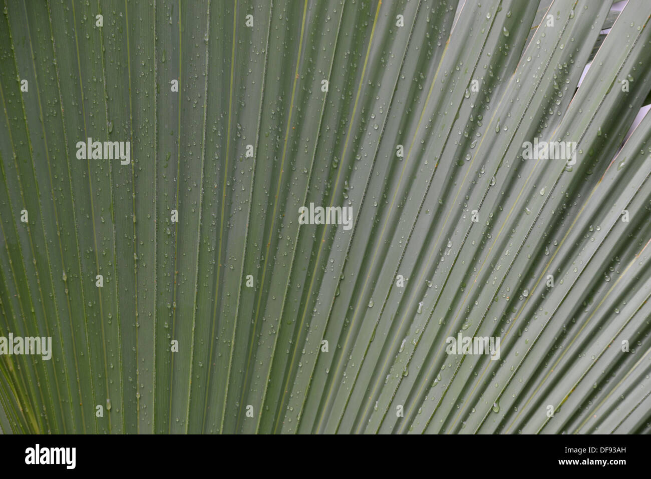 Plant leaf structure hi-res stock photography and images - Alamy