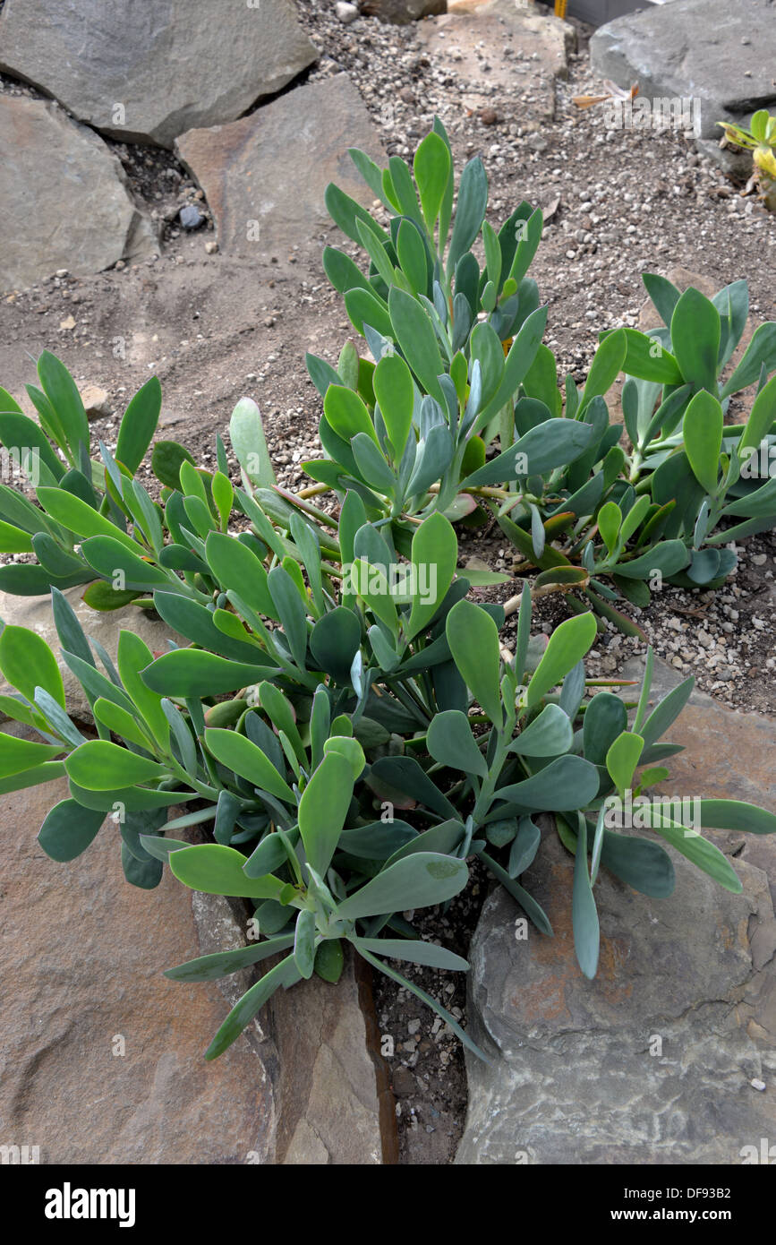 Xerophyte hires stock photography and images Alamy