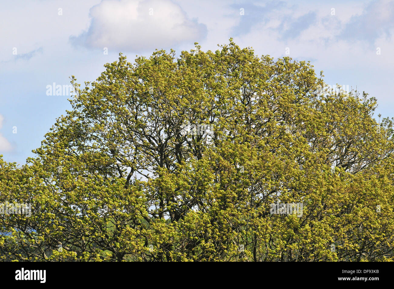 The crown of a mature oak tree with the bright green leaves of early spring. Stock Photo