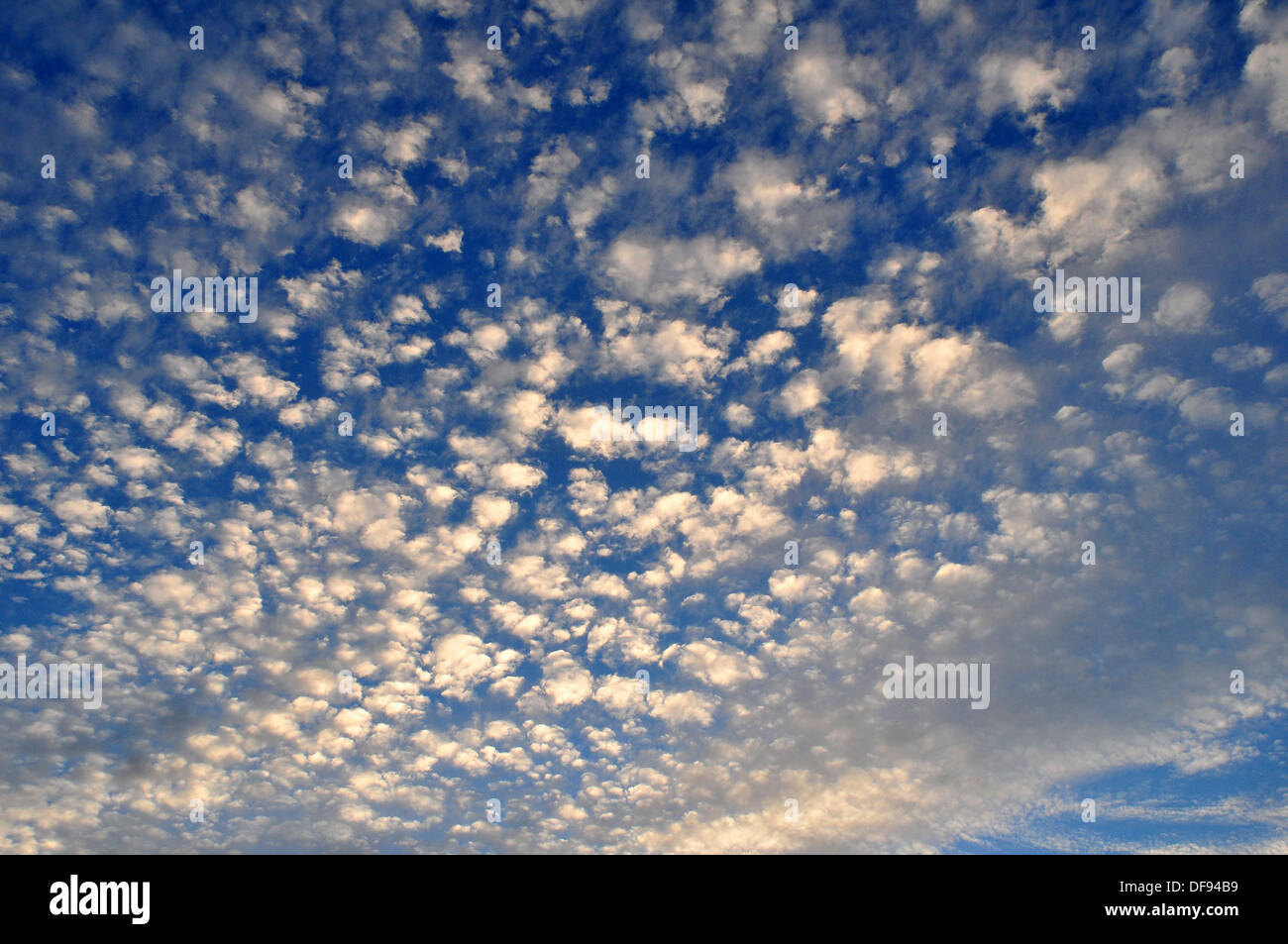 Altocumulus clouds against an early September blue evening sky. Stock Photo