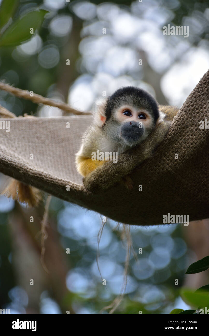 Black capped Bolivian Squirrel monkey relaxing in a hammock at London Zoo, ZSL, London UK Stock Photo