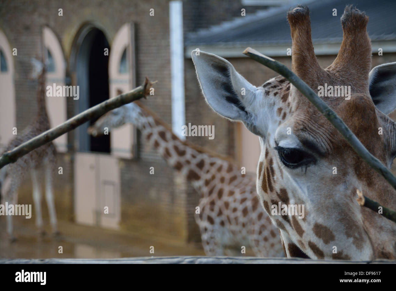 Three female giraffes (Giraffa camelopardalis) at London Zoo,  ZSL, London Stock Photo