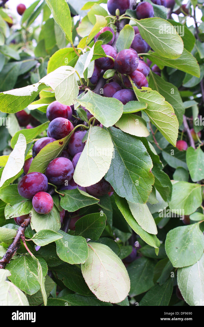 Plum tree fruits hires stock photography and images Alamy