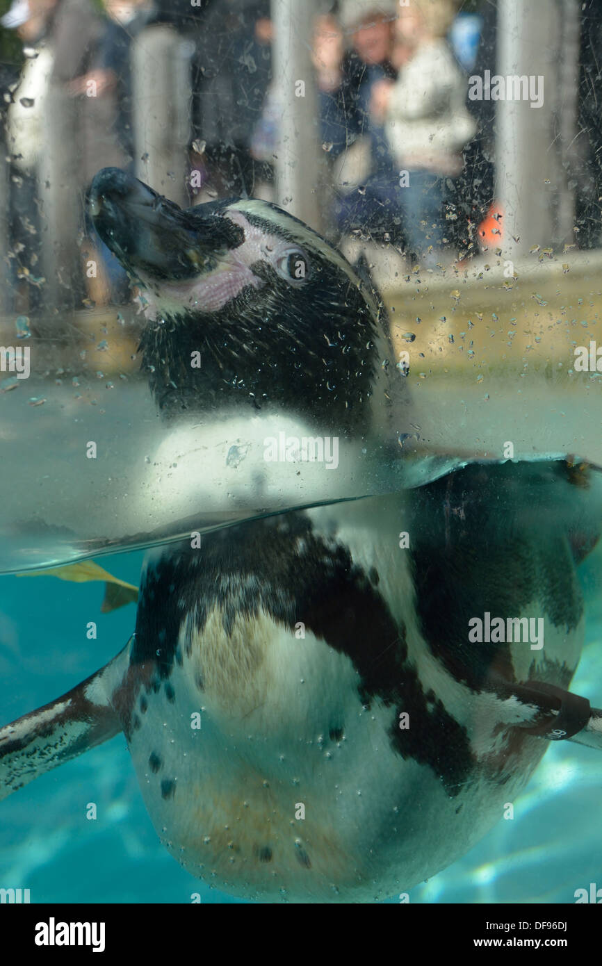 Cheeky Humboldt Penguin (Spheniscus Humboldt) trying to get first in the dinner queue at London Zoo, ZSL. Stock Photo