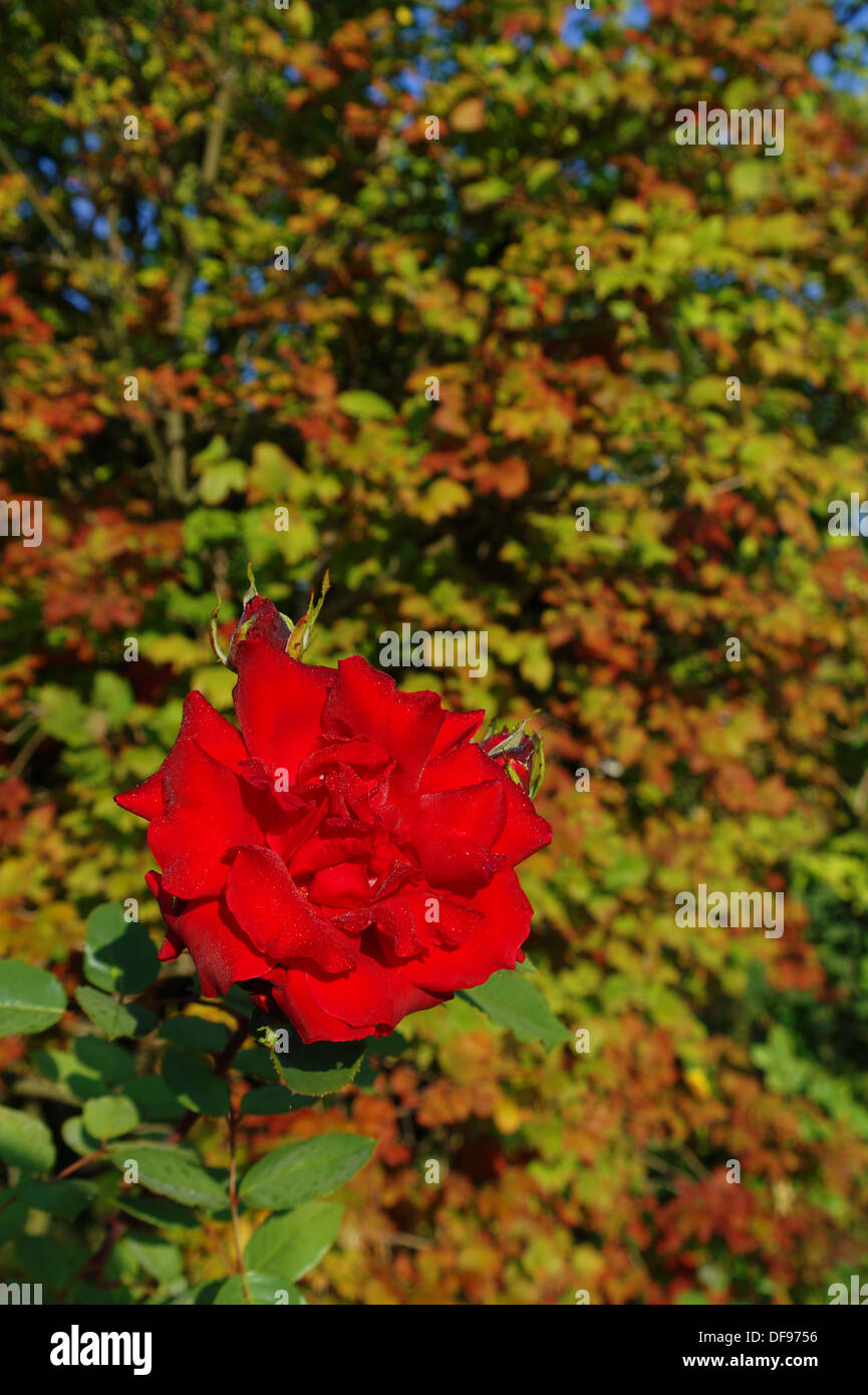 Rose late bloom hi-res stock photography and images - Alamy