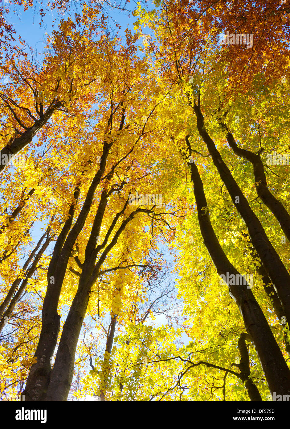 Colorful autumnal forest Stock Photo