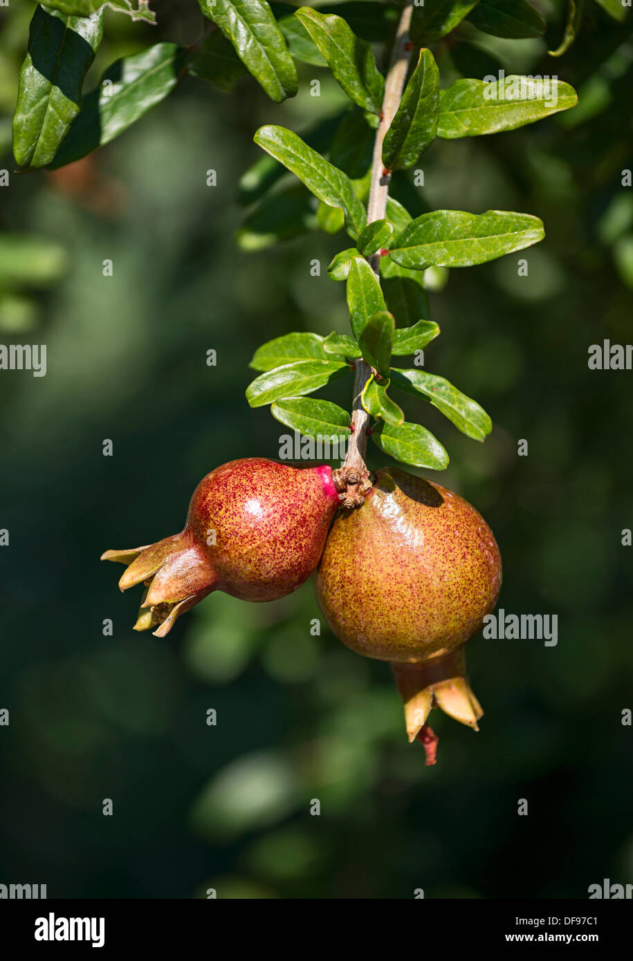 Red and ripe pomegranite, Punica granatum hanging from a tree. Stock Photo