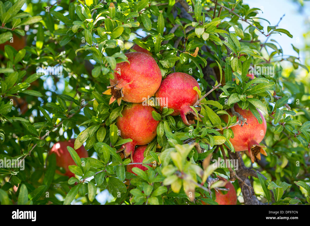 Red and ripe pomegranite, Punica granatum hanging from a tree. Stock Photo