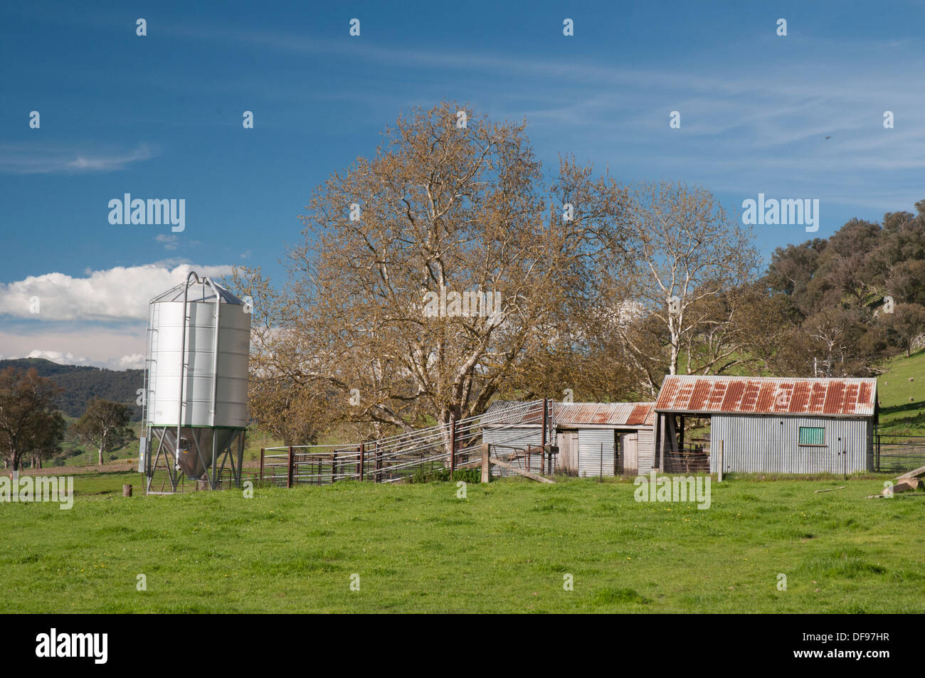 Australian dairy farming hi-res stock photography and images - Alamy