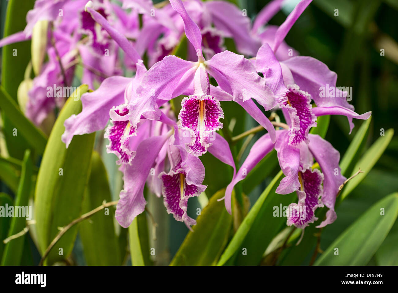Exotic and colorful orchids. Stock Photo
