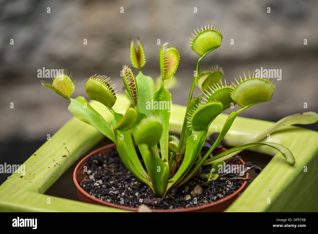 The Venus flytrap, Dionaea mascipula. Stock Photo