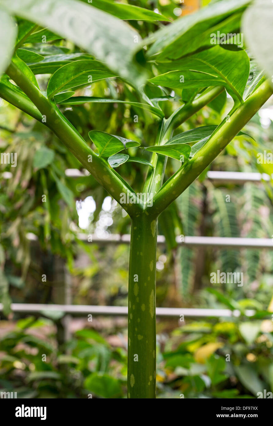 The single giant leaf of the Amorphophallus titanum plant. Stock Photo