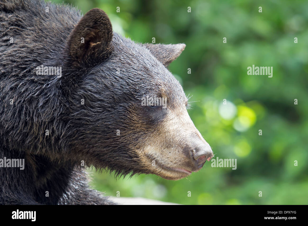 American Black Bear Pacific Northwest Wildlife Animal Portrait Closeup Stock Photo