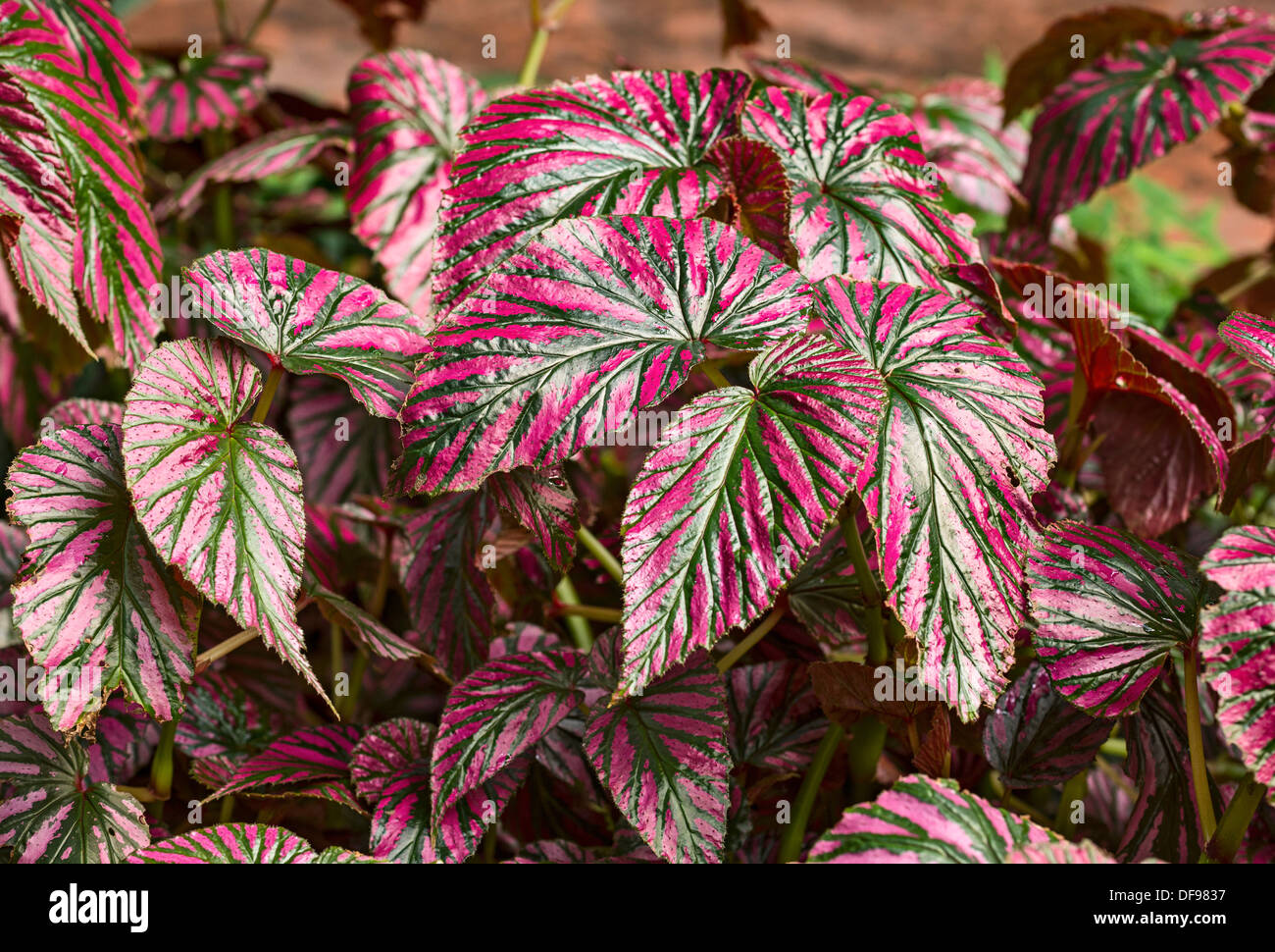 The Exotica Begonia , Begonia brevirimosa is an exciting rarity from the rain forests. Stock Photo