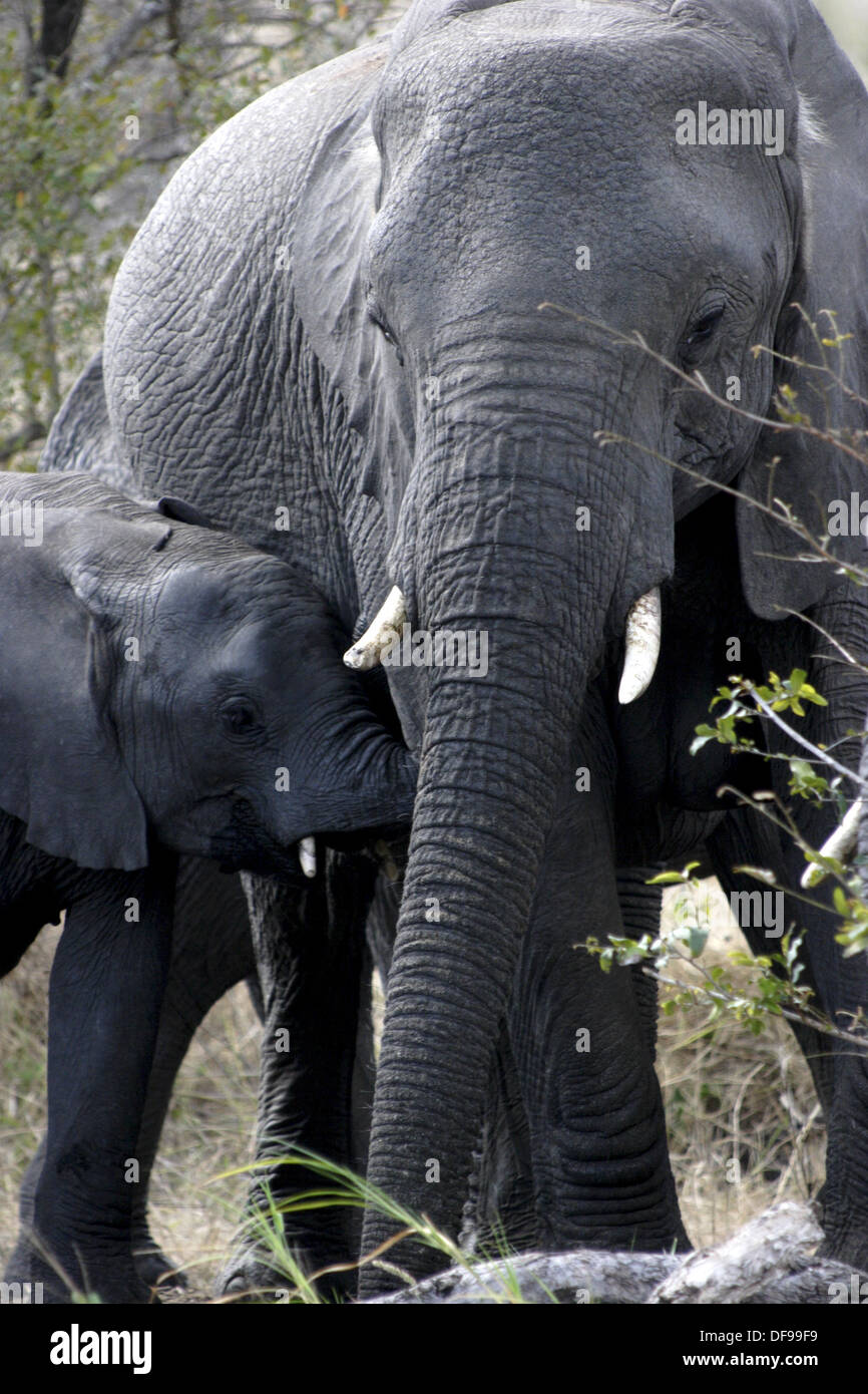 A baby elephant drinking water next to his mother in Kruger National