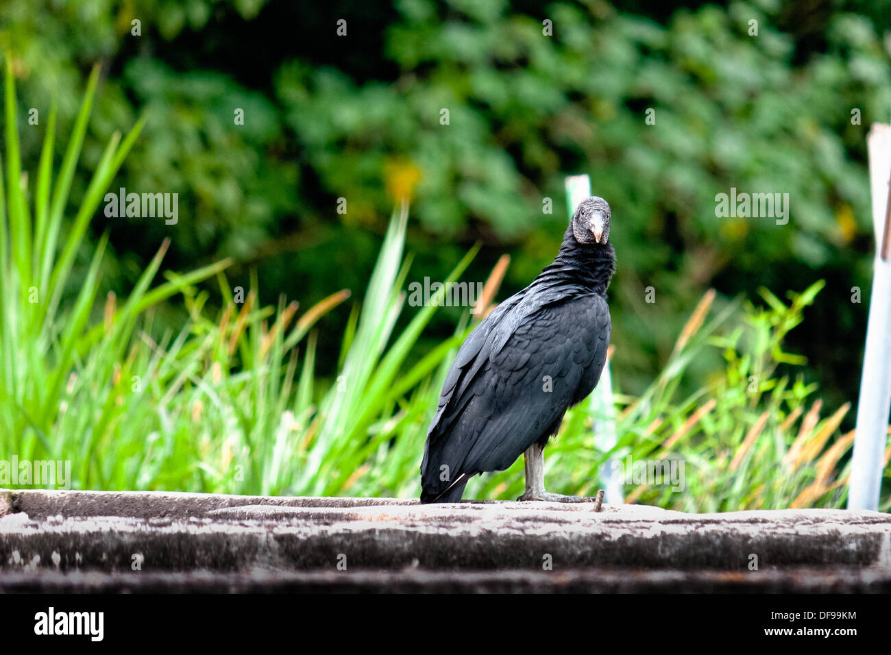 a portrait of the black vulture Stock Photo