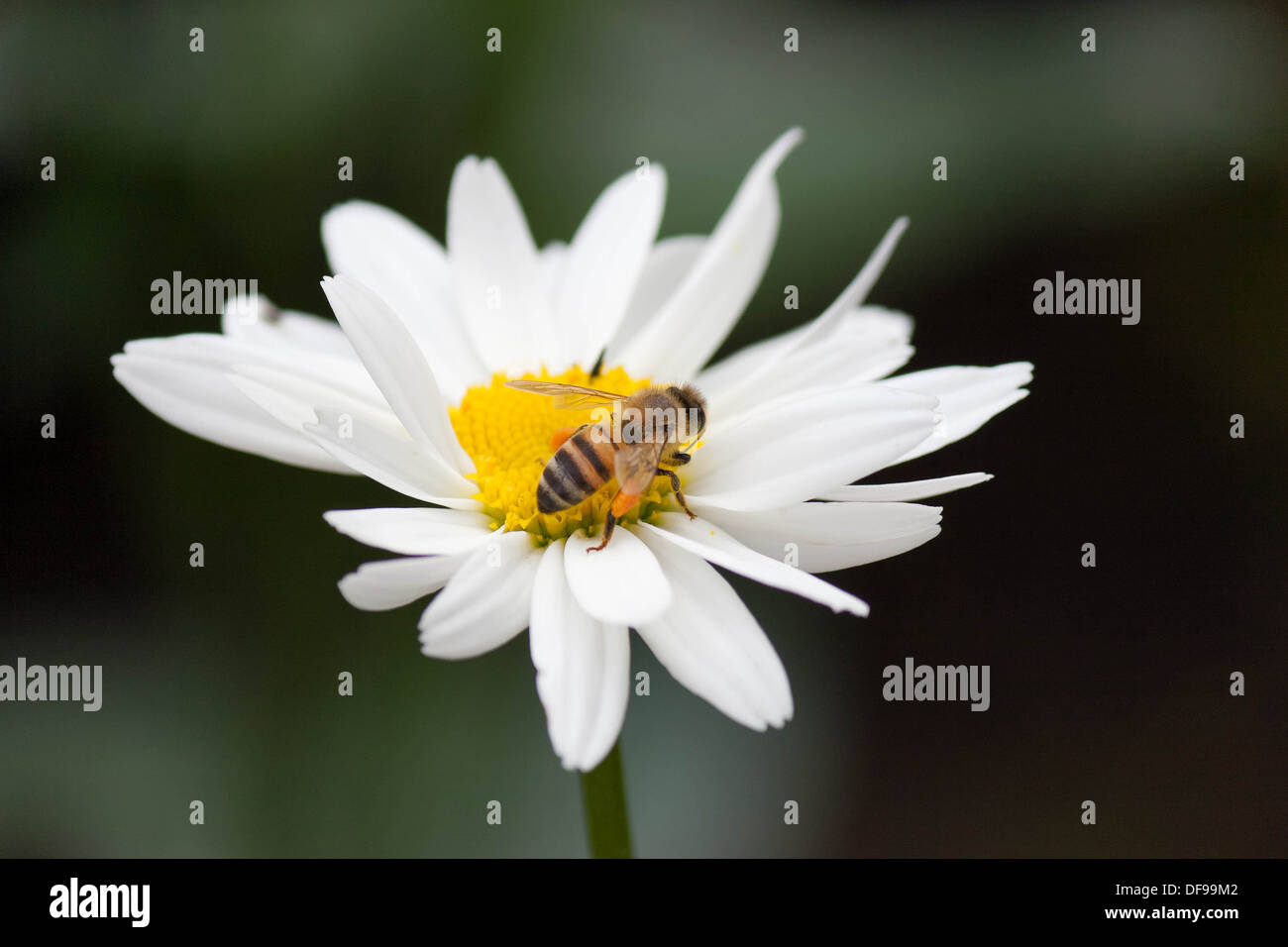 A honeybee on a common daisy Stock Photo