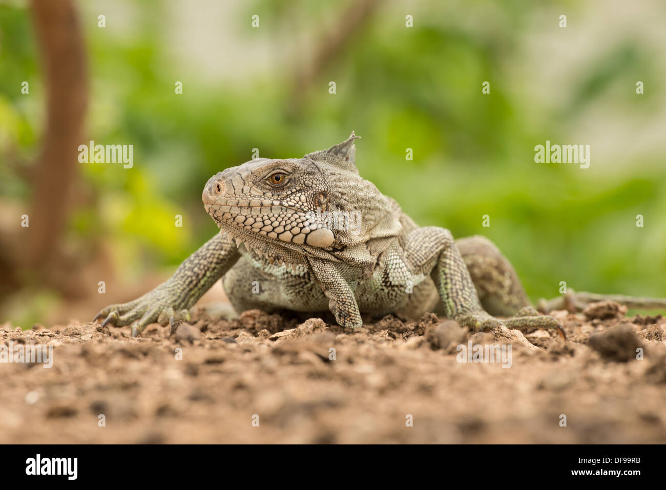 Stock photo of a green iguana posed on a beach in the Pantanal. Stock Photo