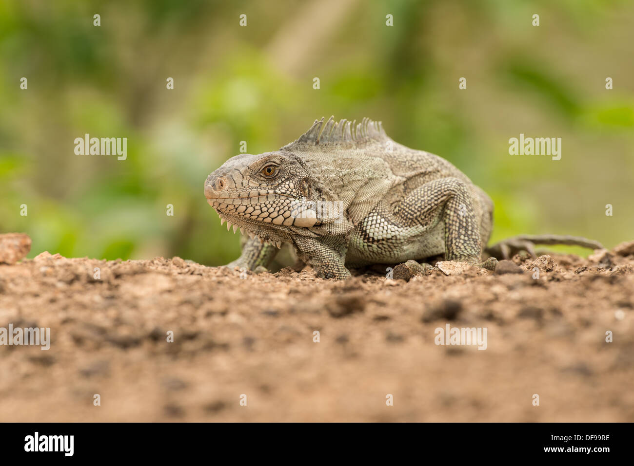 Stock photo of a green iguana posed on a beach in the Pantanal. Stock Photo