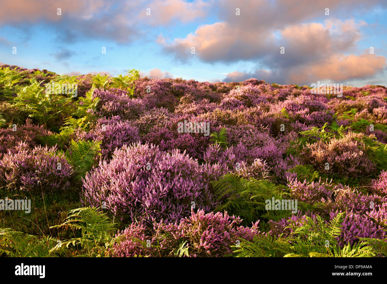 Heather flowering. North Yorks National Park, North Yorkshire, England Stock Photo