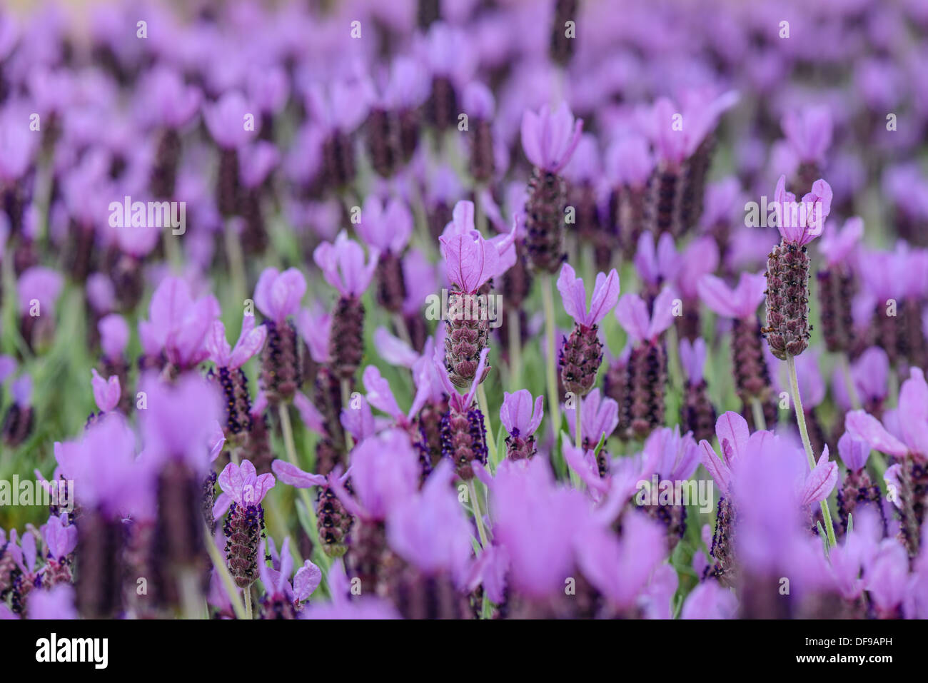 Purple Spanish Lavender Stock Photo - Alamy