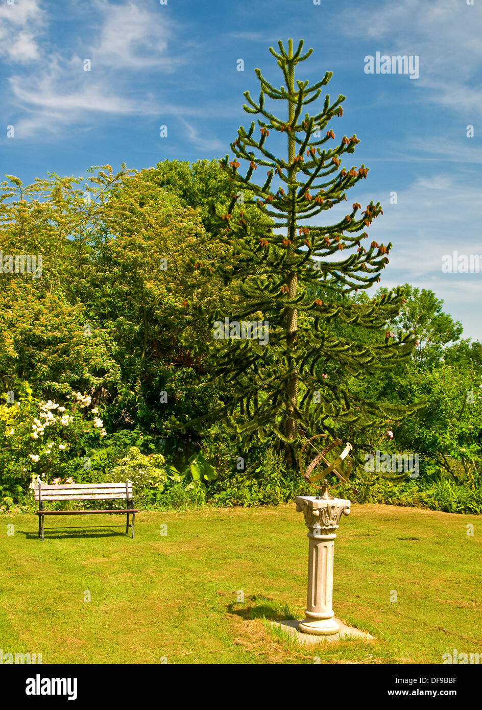 Garden with sundial, seat and Monkey Puzzle tree (Araucaria araucana). Stock Photo
