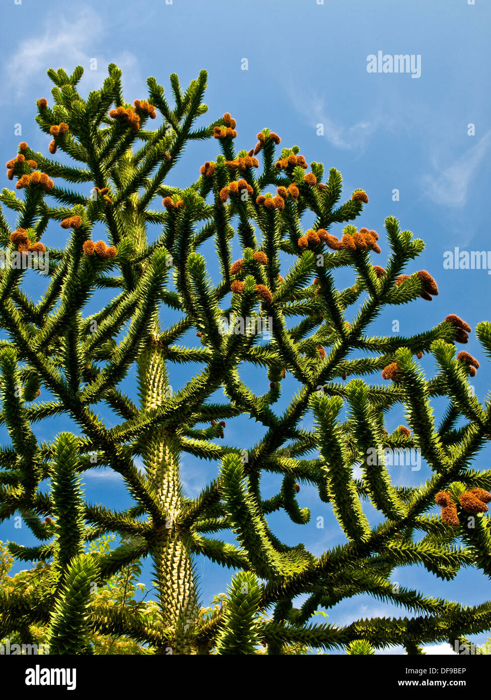 Trunk Branches And Flowers Of Monkey Puzzle Tree Araucaria Araucana 