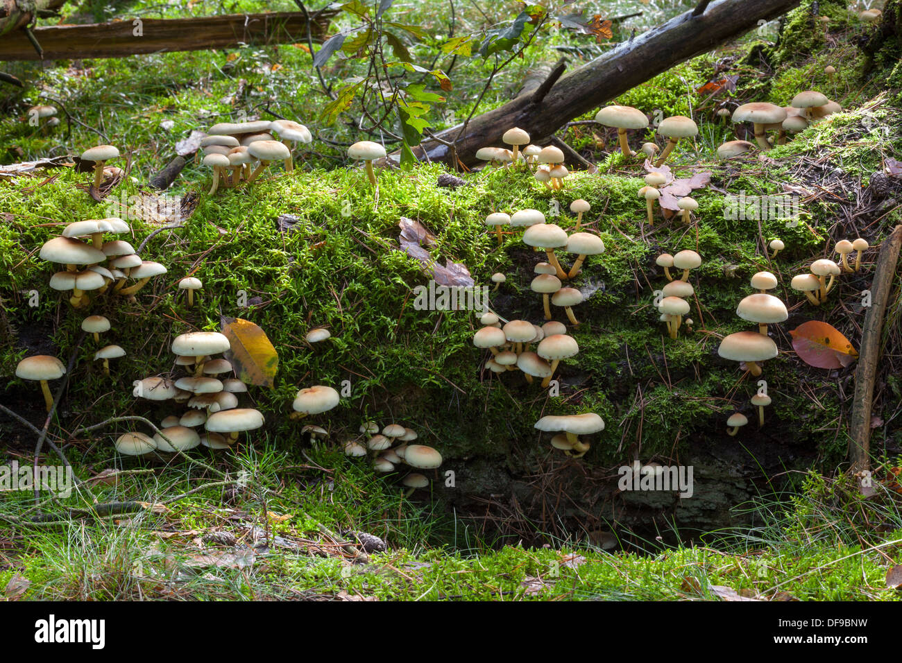 Sulphur Tufts, Hypholoma fasciculare Stock Photo