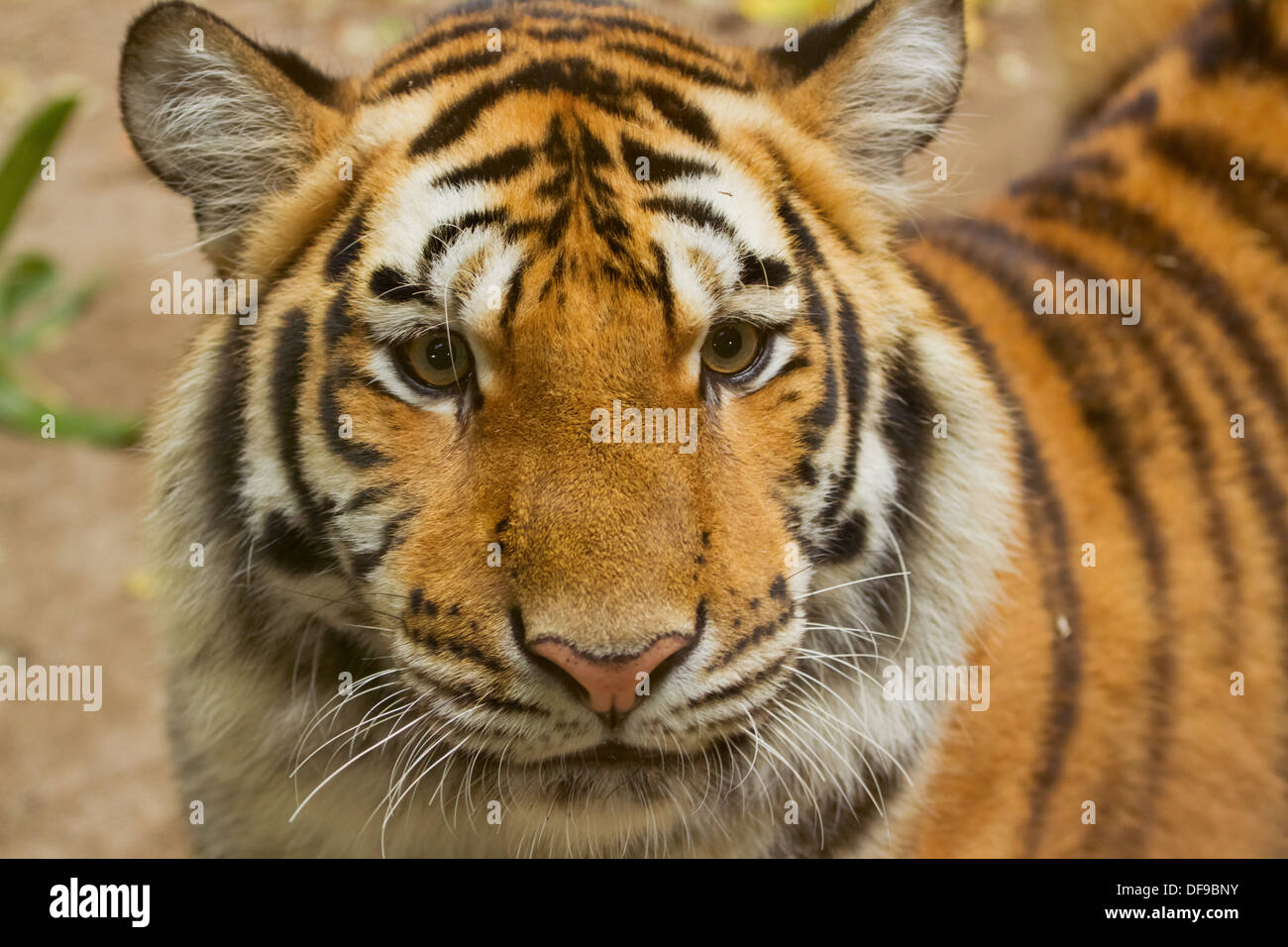 tiger,wild animal in the jungle Stock Photo - Alamy