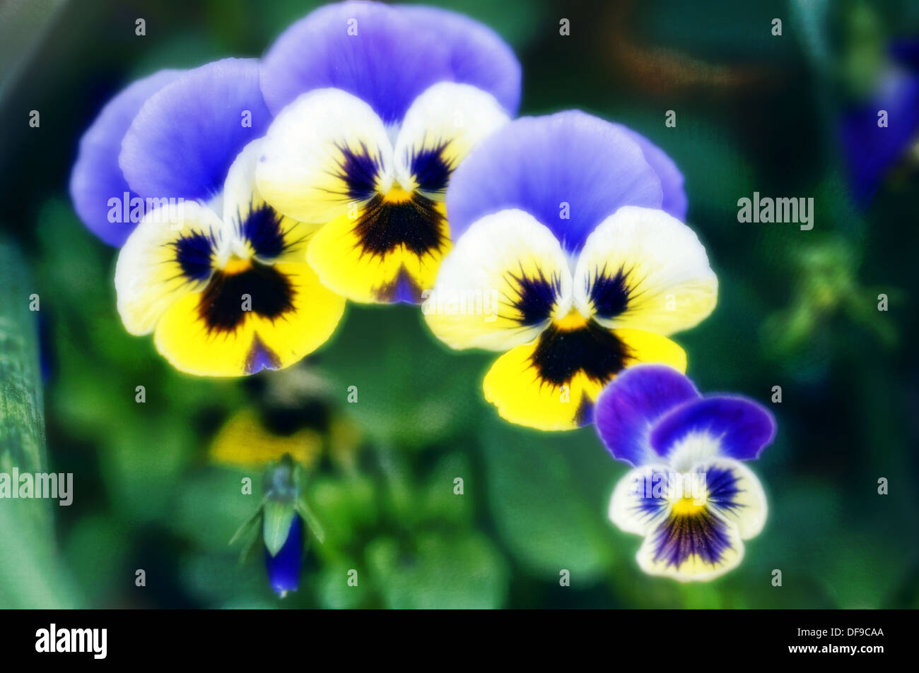 Pansy Family. Viola x wittrockiana. June 2006. Maryland, USA Stock Photo Alamy