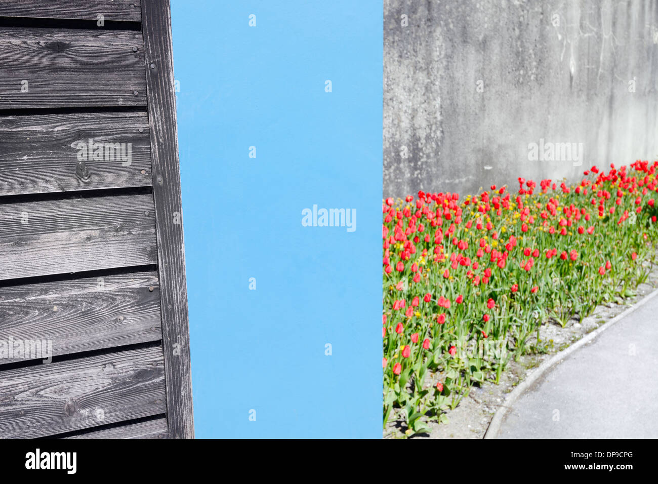 Wooden shed, blue wall and red flowers with concrete background. Colour and texture, Wales, UK. Stock Photo