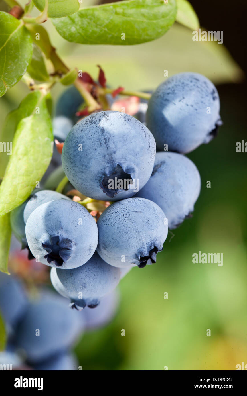 Blueberries on a shrub. Macro shot. Stock Photo