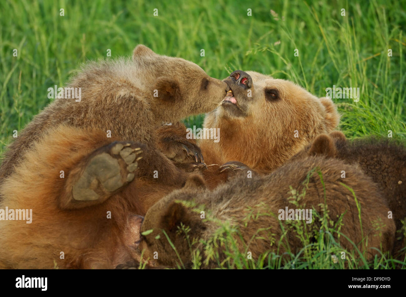 Female bear suckling her cubs hi-res stock photography and images - Alamy