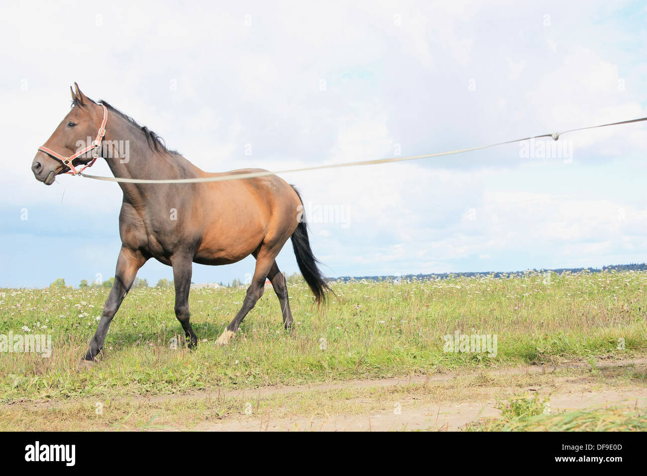 Horse with long leash Stock Photo Alamy