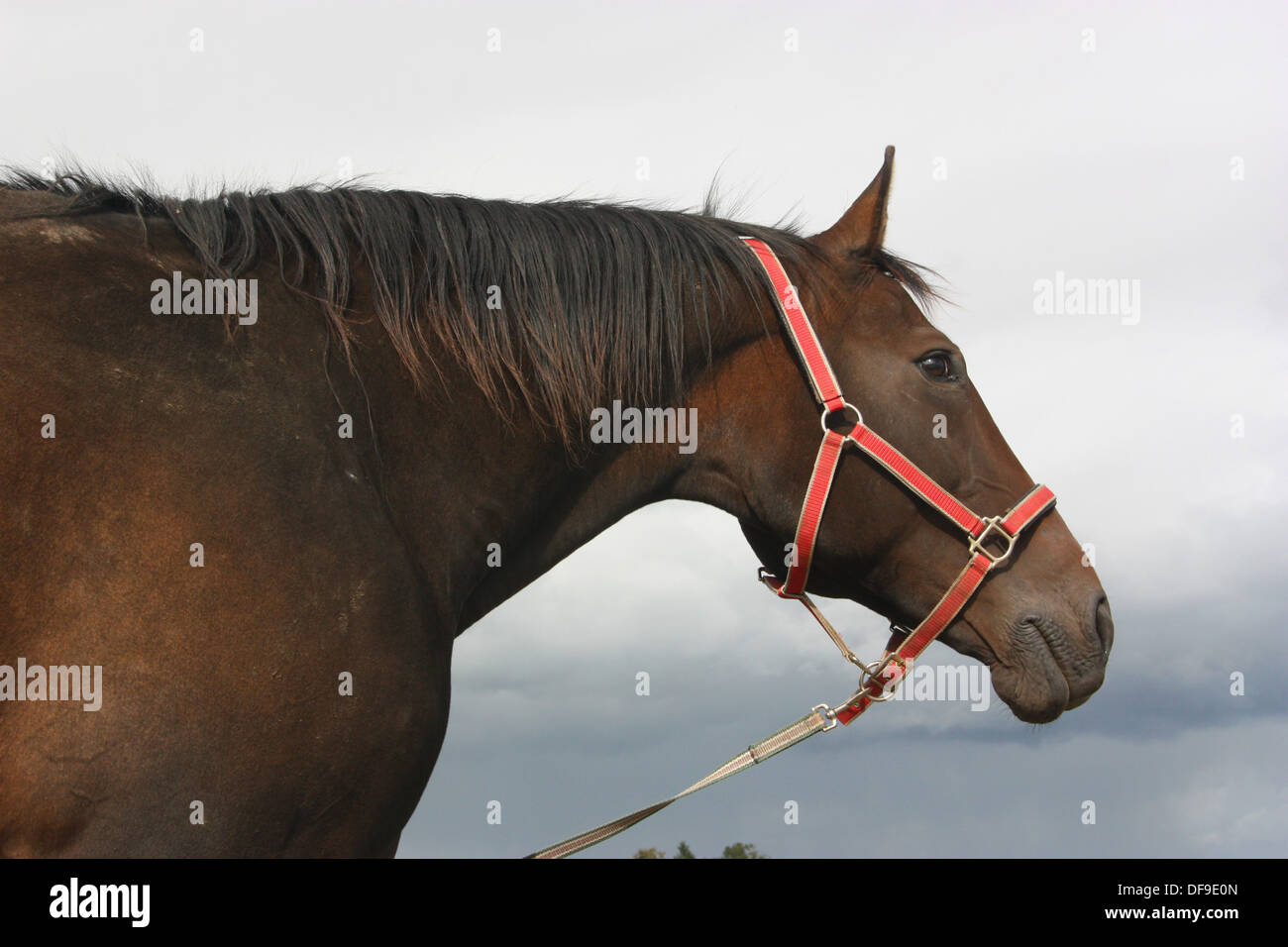 Horse torso Stock Photo